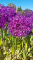 Preview: Allium aflatunense "Purple Sensation" - (Kugel-Lauch "Purple Sensation"),
